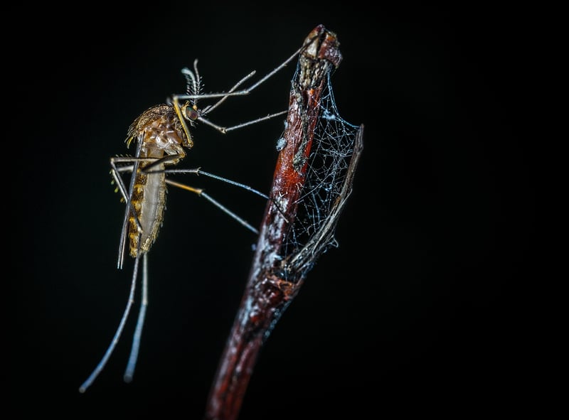Gossamer Secrets